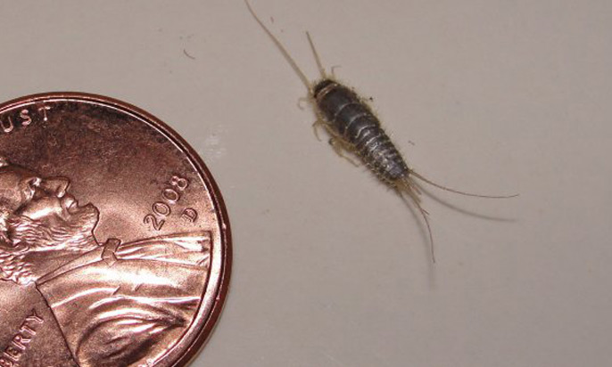 How To Get Rid Of Silverfish With These Simple Tricks You