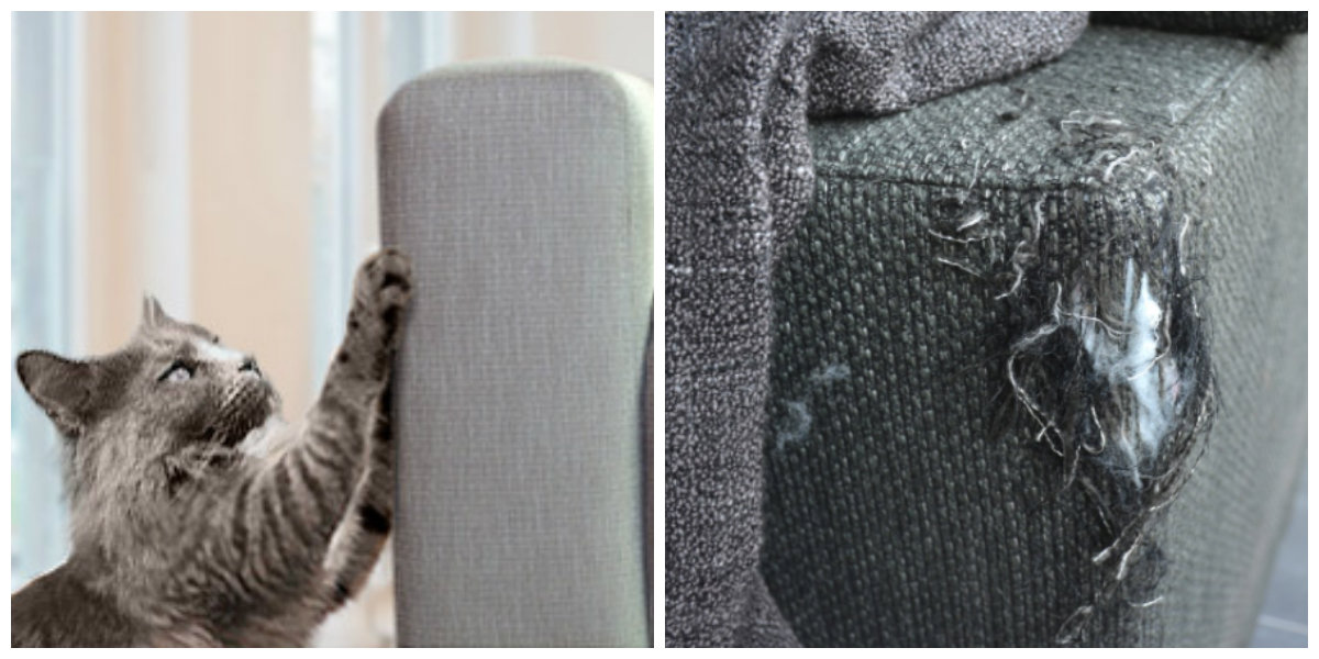 Does your cat always scratch your sofa? THIS is how you make sure he