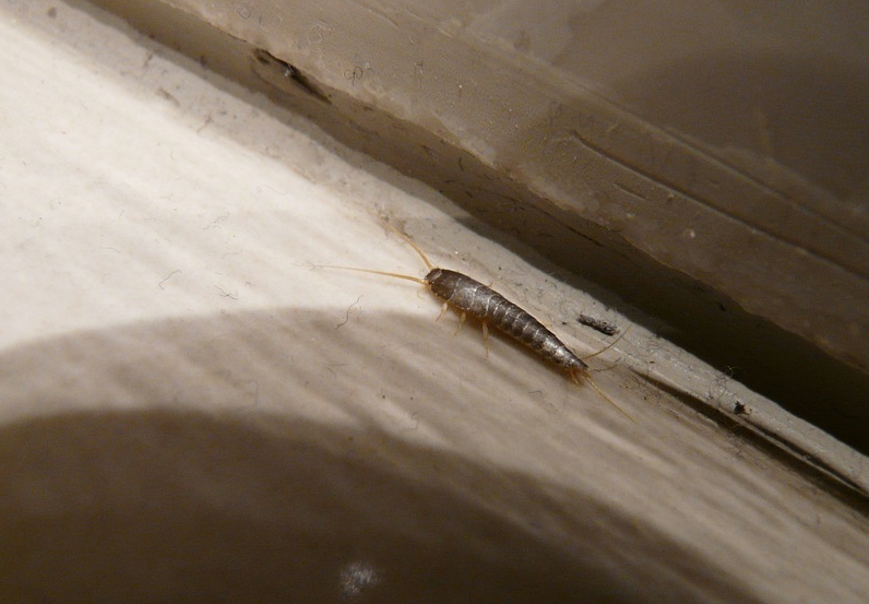 Do you have silverfish in your home? THIS is how to easily get rid of them!