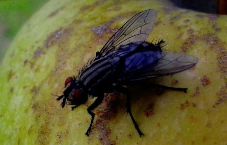 Pesky flies bothering you? This is how to get rid of them