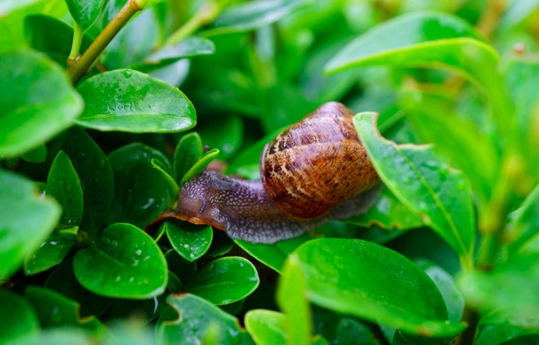 Got snails in your garden? With this environmentally friendly trick