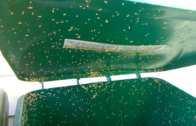 Got maggots in your outdoor garbage can? This is how you ...