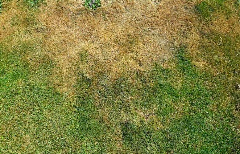7 tips to properly maintain your lawn during a heat wave